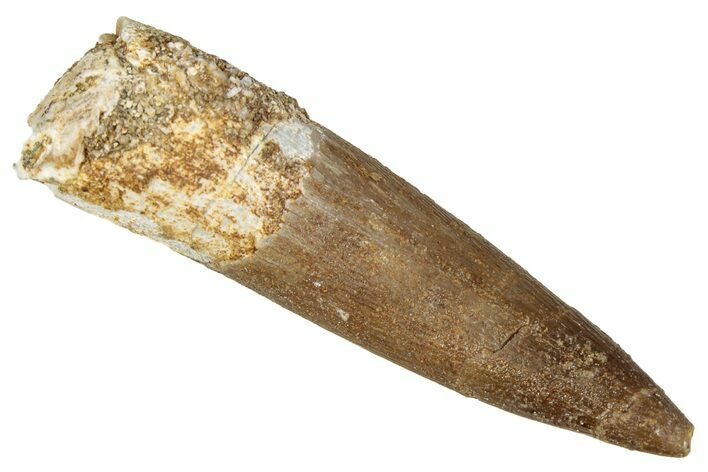 Fossil Plesiosaur (Zarafasaura) Tooth - Morocco #344225